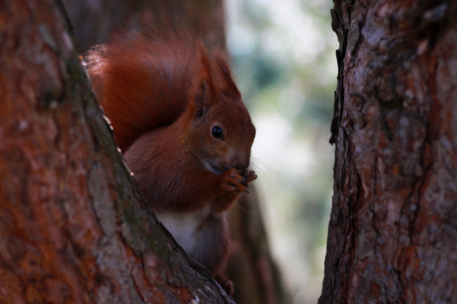 Squirrel - My, Beginning photographer, Squirrel, The photo