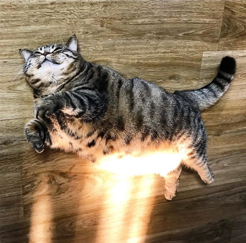 Because inside the cat is warmth - cat, The sun, Heat