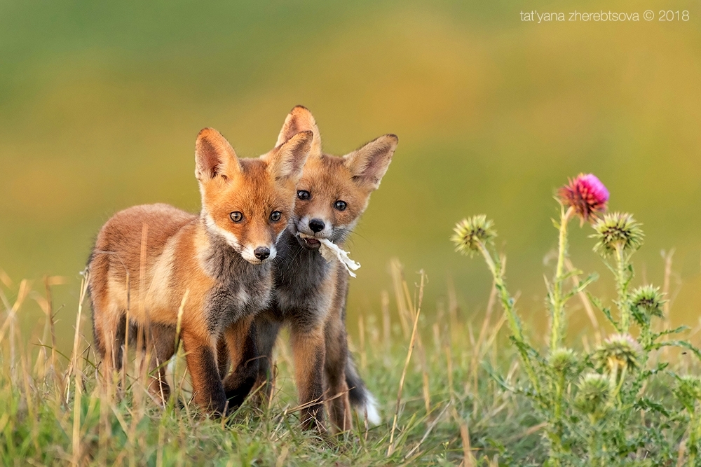 Crimean foxes =) - Fox, Crimea, Longpost, The photo, Animals, Fox cubs