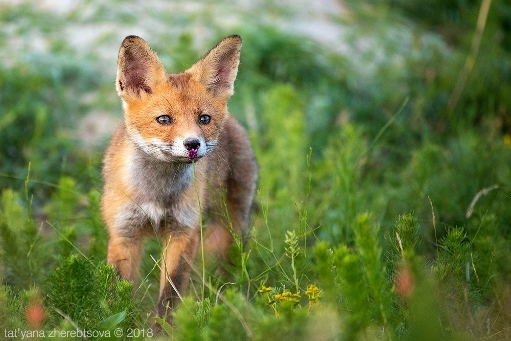 Crimean foxes =) - Fox, Crimea, Longpost, The photo, Animals, Fox cubs