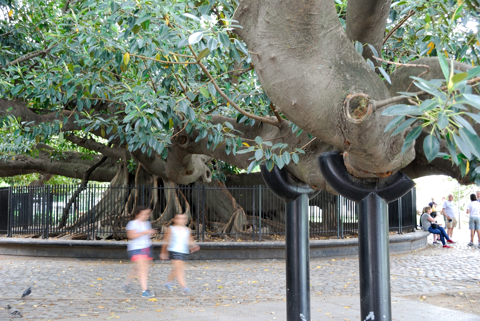 free ficus - My, Ficus, Tree, Buenos Aires, Argentina, The statue, Longpost, Sculpture