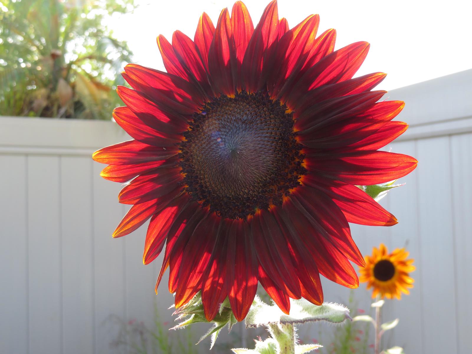 Sunflower with red petals - Flowers, Sunflower