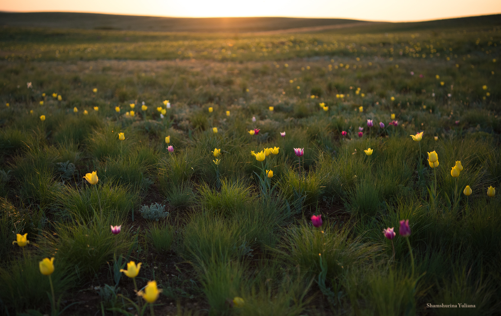 Blooming steppe in spring. - The photo, beauty of nature, Steppe, Flowers, Russia