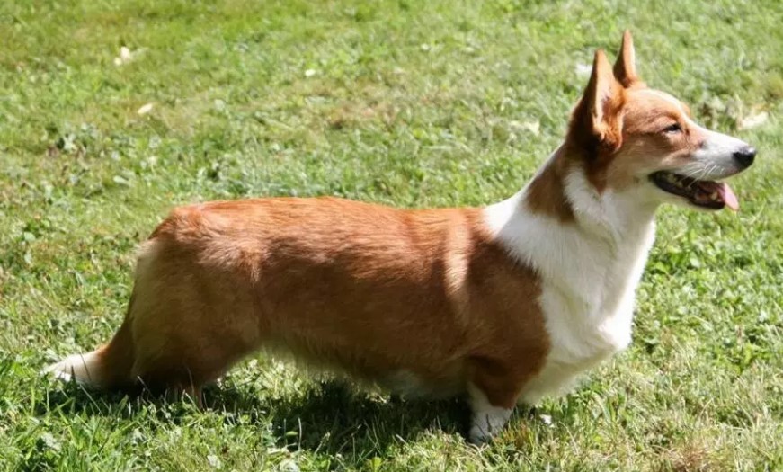 About breeds of dogs. - Dog, , Welsh Corgi Cardigan, Dog breeds, Longpost, Video, Welsh corgi pembroke