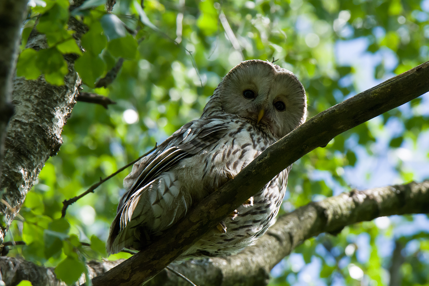 Long-tailed owl - My, Birds, Owl, Predator birds, Long-tailed owl, Tawny owl, Leningrad region, The photo, Longpost