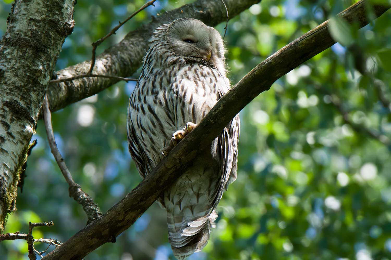 Long-tailed owl - My, Birds, Owl, Predator birds, Long-tailed owl, Tawny owl, Leningrad region, The photo, Longpost