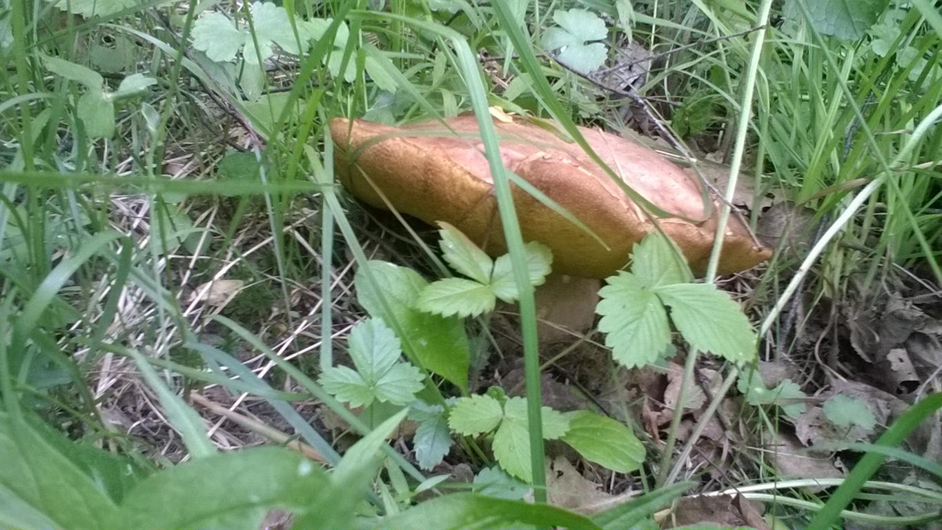 The first mushrooms 2018 - My, Mushrooms, Borovik, Moscow region, White, Longpost, cat