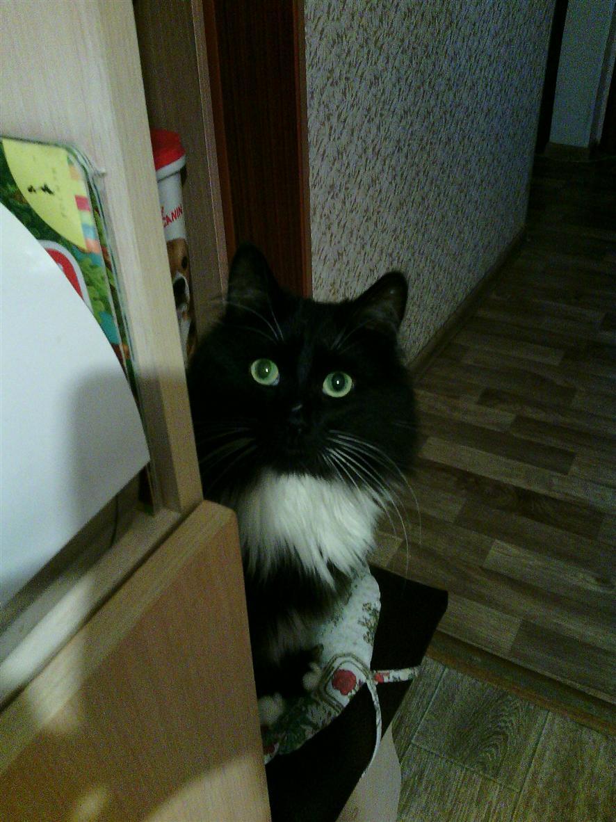 The first mushrooms 2018 - My, Mushrooms, Borovik, Moscow region, White, Longpost, cat