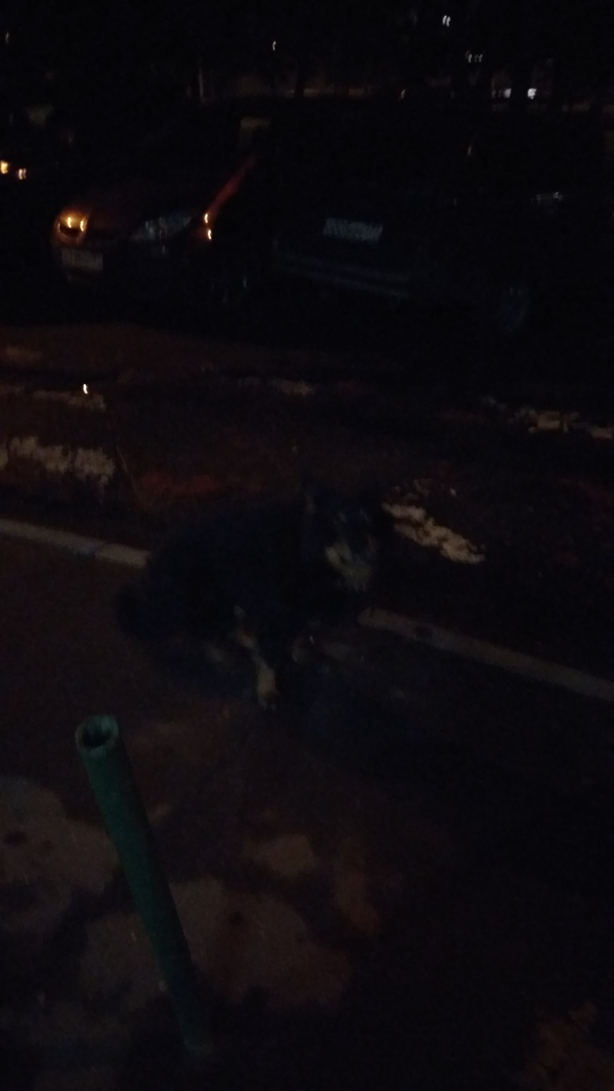 Found dog. - My, Dog, Found a dog, Moscow, Yuao, Help, Longpost, No rating