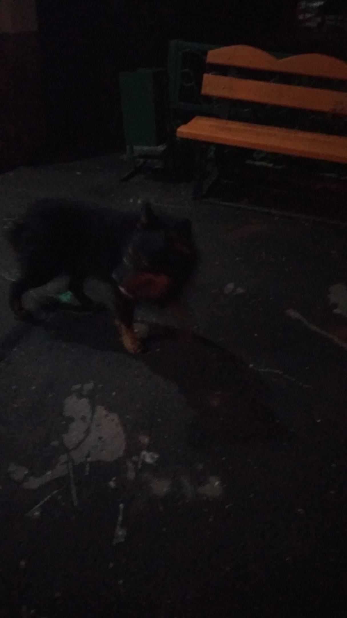 Found dog. - My, Dog, Found a dog, Moscow, Yuao, Help, Longpost, No rating