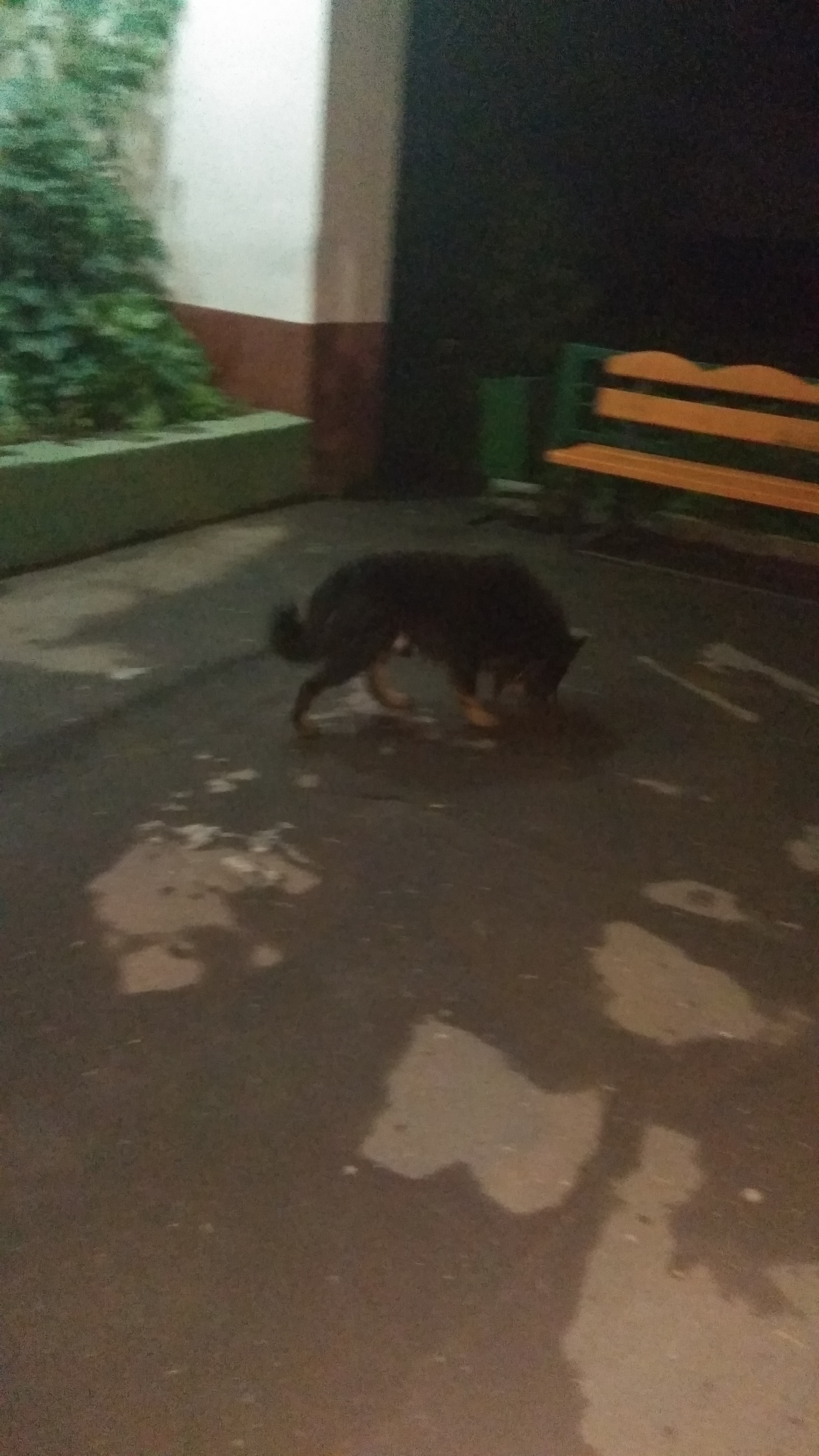 Found dog. - My, Dog, Found a dog, Moscow, Yuao, Help, Longpost, No rating