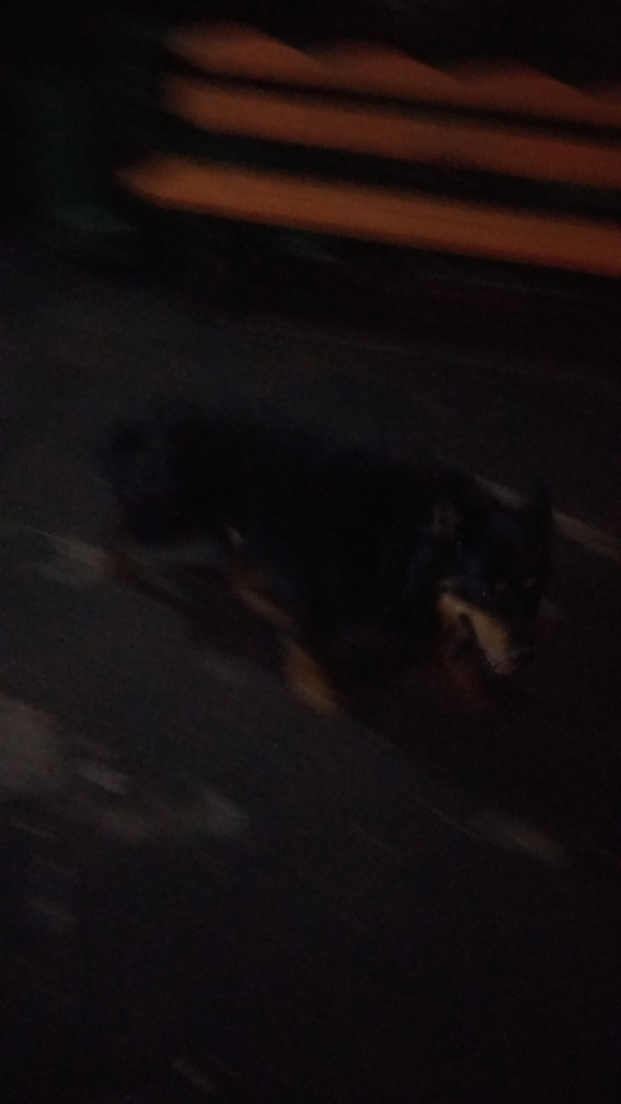 Found dog. - My, Dog, Found a dog, Moscow, Yuao, Help, Longpost, No rating