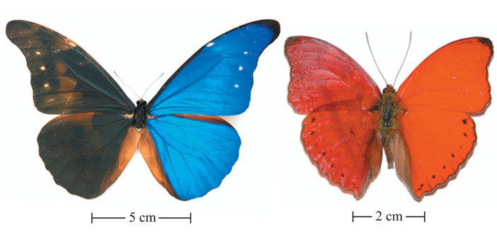 The oldest butterflies of the Jurassic period had a structural coloration - Paleontology, Butterfly, The science, Evolution, Copy-paste, Elementy ru, Longpost