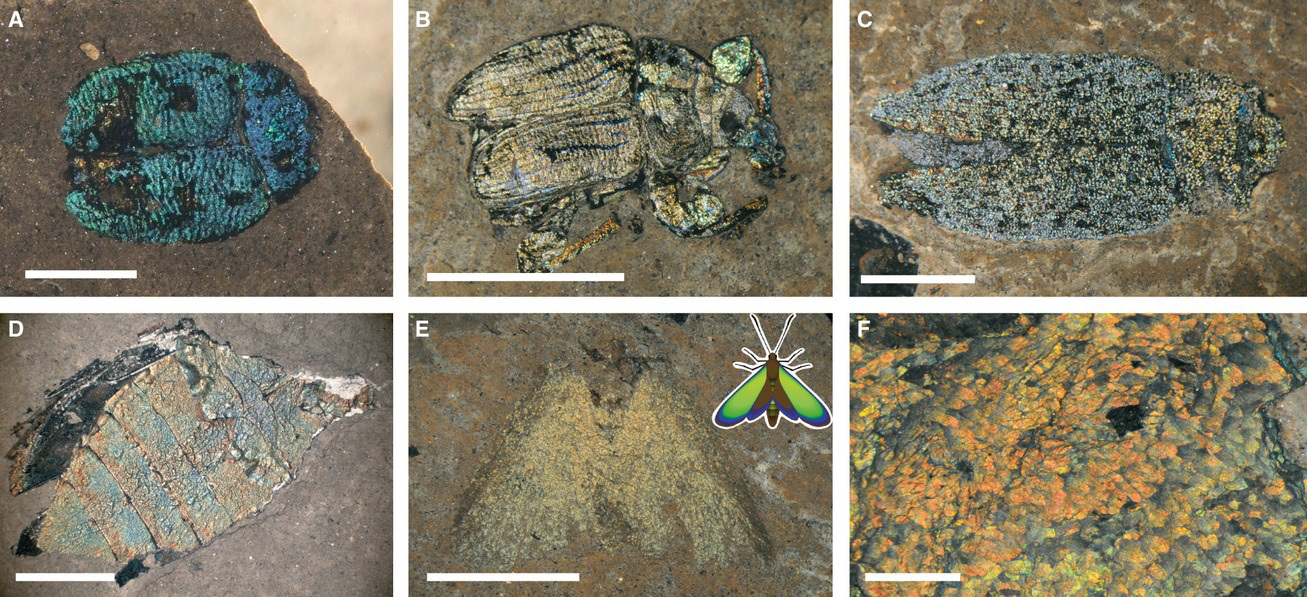 The oldest butterflies of the Jurassic period had a structural coloration - Paleontology, Butterfly, The science, Evolution, Copy-paste, Elementy ru, Longpost