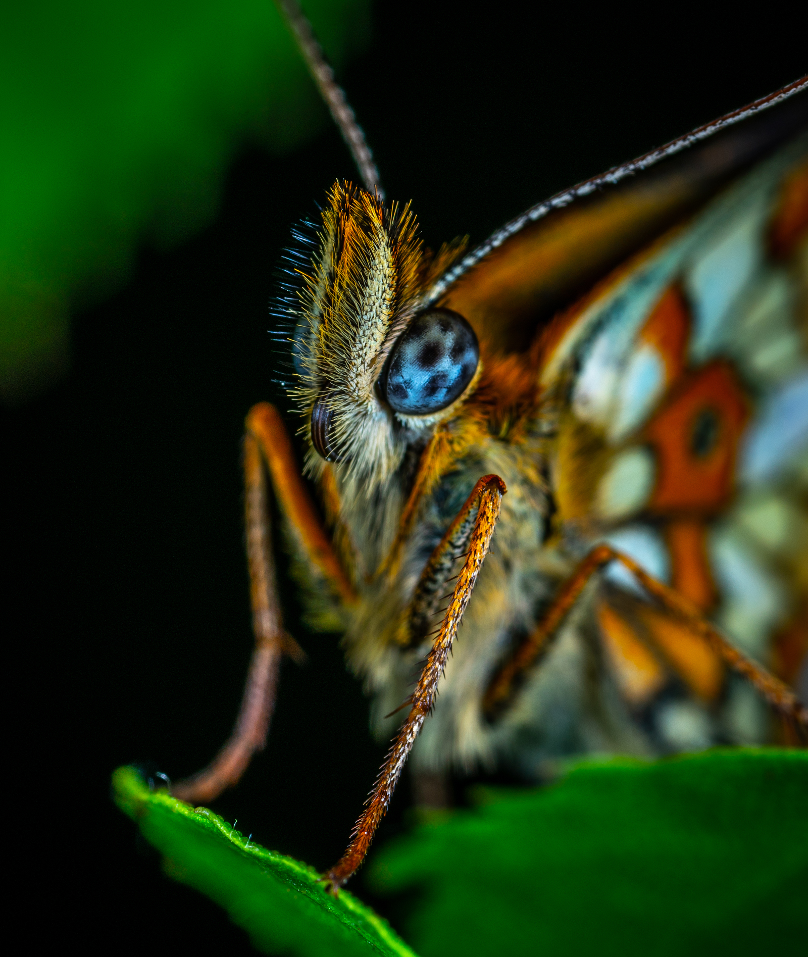 Checkerboarder. - My, Butterfly, Insects, , Checkerboard, Macro, Macrohunt, Mp-e 65 mm, Wings, Longpost, Macro photography