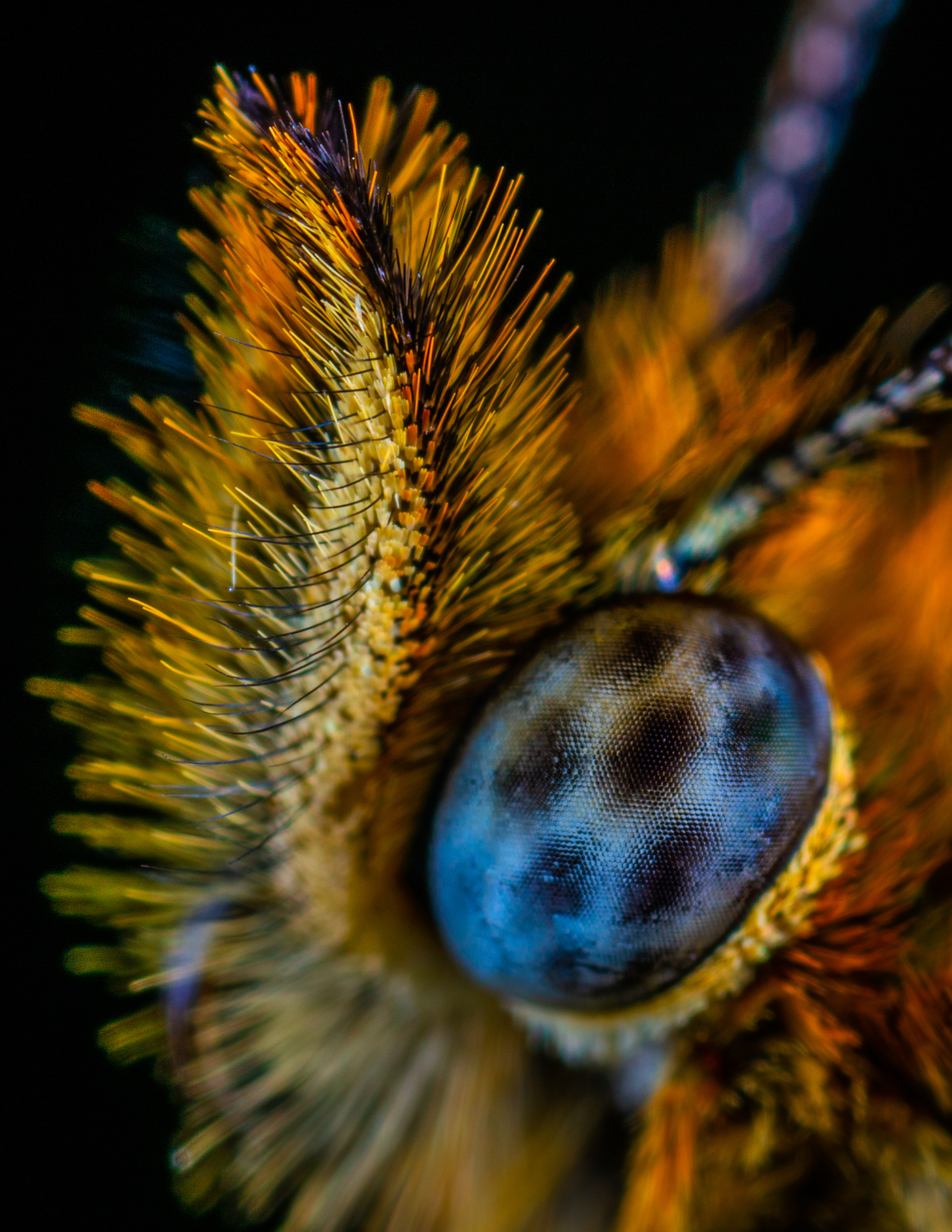 Checkerboarder. - My, Butterfly, Insects, , Checkerboard, Macro, Macrohunt, Mp-e 65 mm, Wings, Longpost, Macro photography