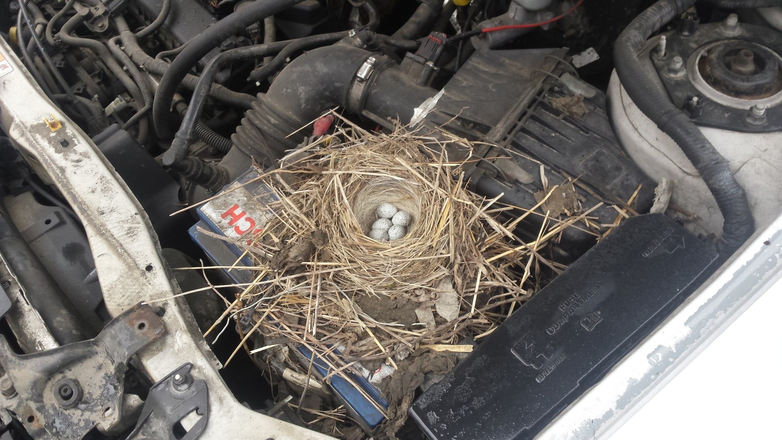 Nest - My, Car service, Nest