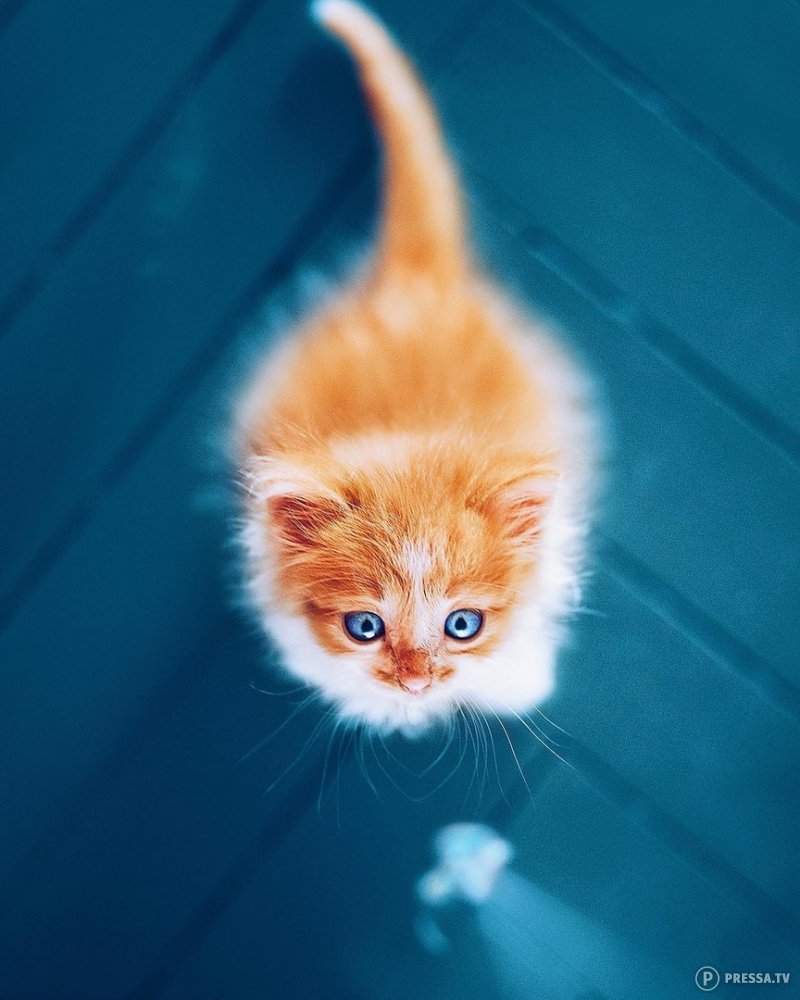 Fluffy - , Kittens, From the network, cat