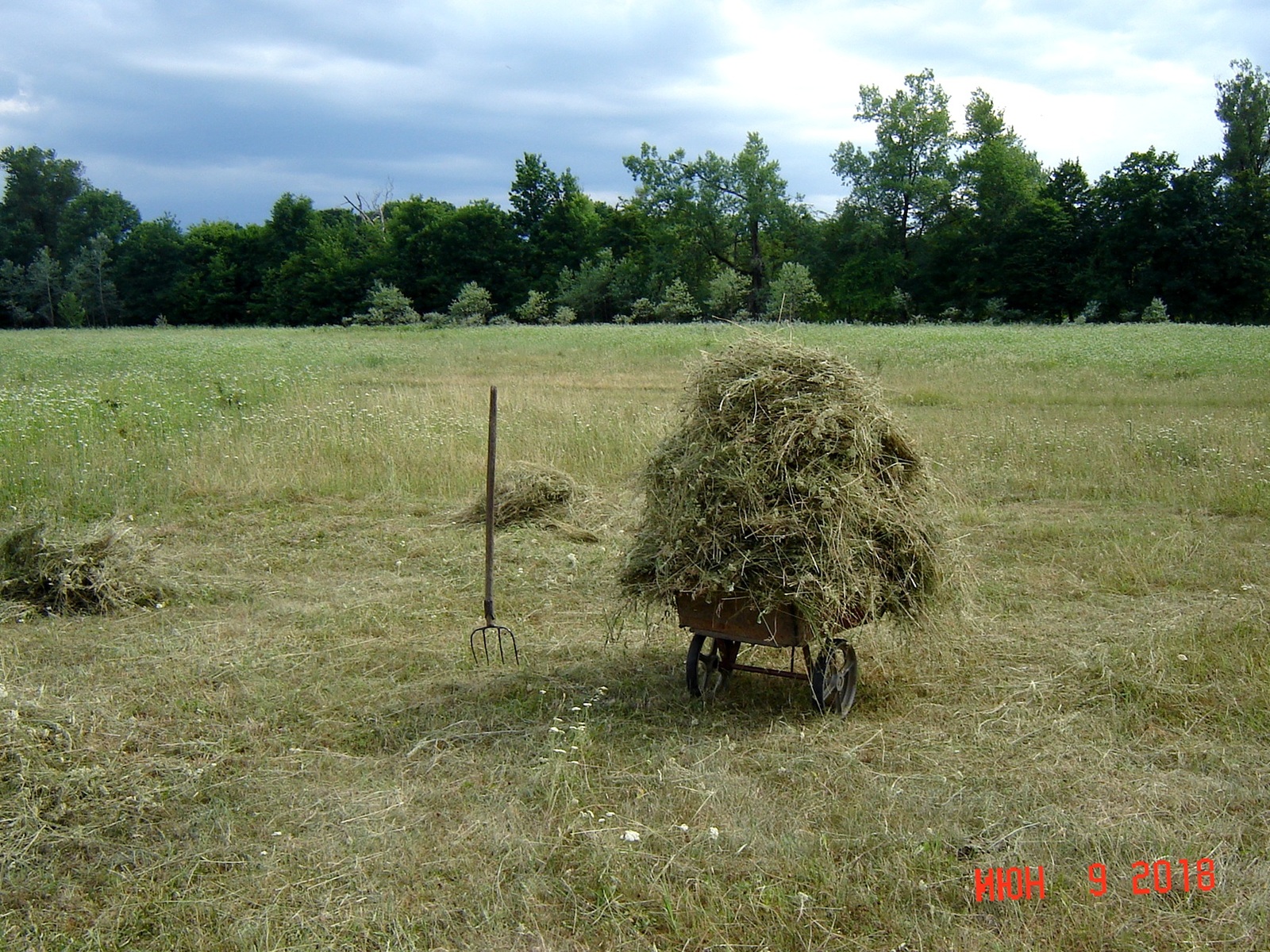 Haymaking, a sketch from village life - My, Haymaking, , Longpost