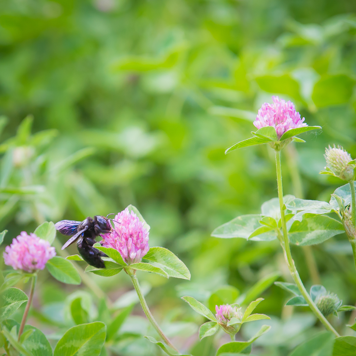 League of Botanists, who is this? - My, Longpost, Insects, Bumblebee, Entomology, Who is this?