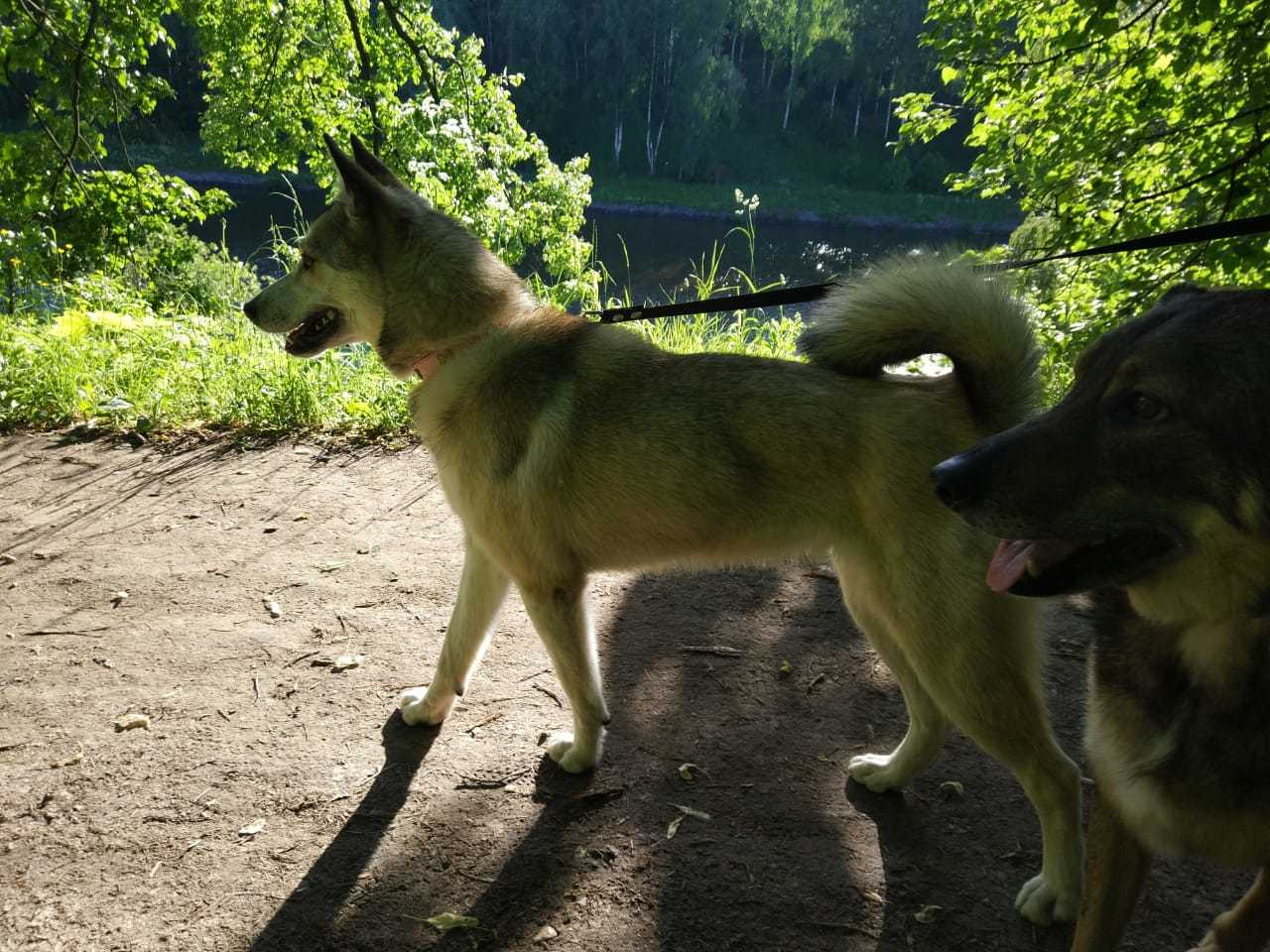 Urgently to the top, please! Laika is looking for a home! - My, Dog, Lost, Longpost