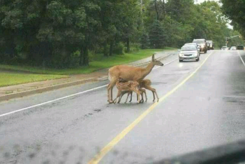 There is nothing wrong with breastfeeding, but there must be some limits ... - Deer, Auto, Road, Lactation, Deer