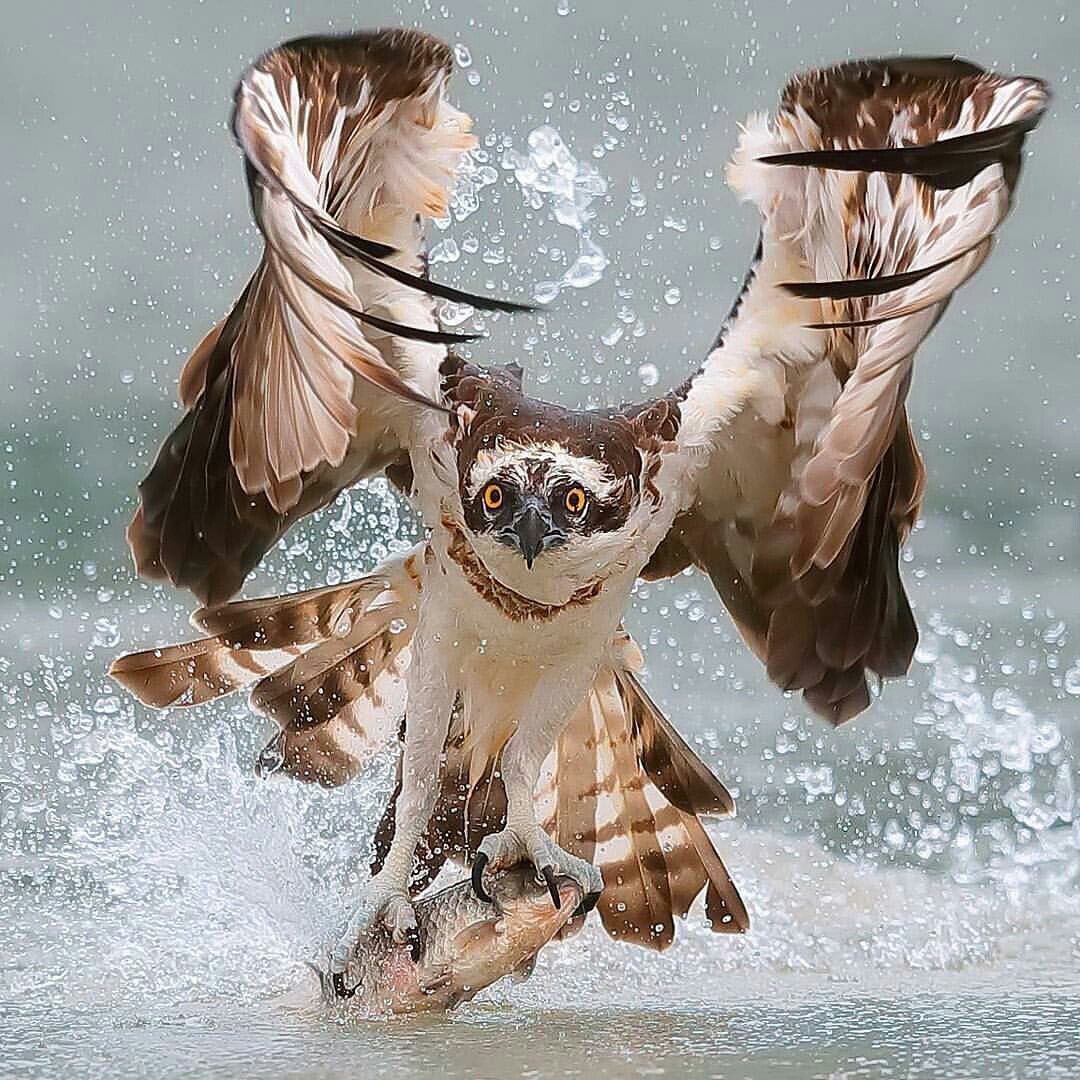 The fishing went well. - A fish, Osprey, The photo