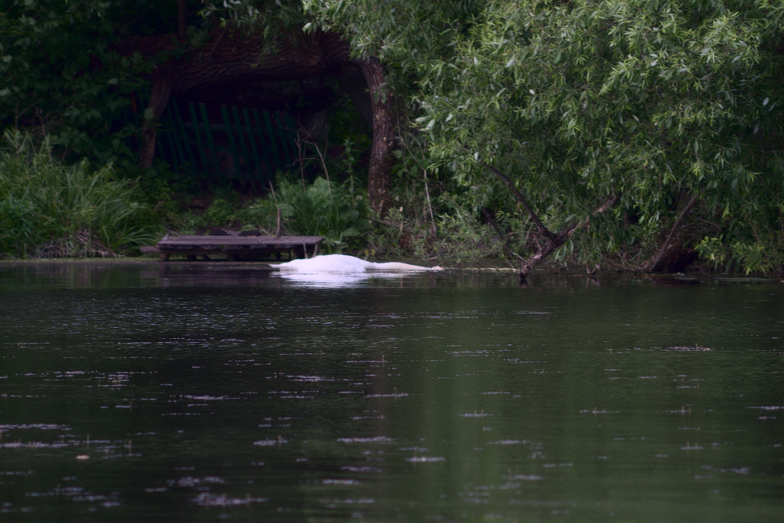 History of a pair of swans - My, , The photo, Death, Longpost, Swans