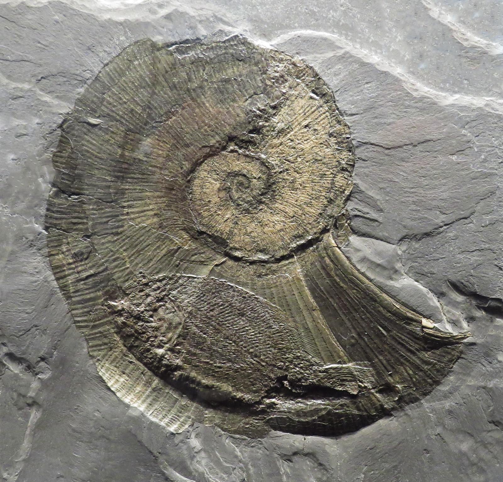 Ammonites-Refuge - Paleontology, Ammonite, Fossils, The science, Copy-paste, Elementy ru, Longpost