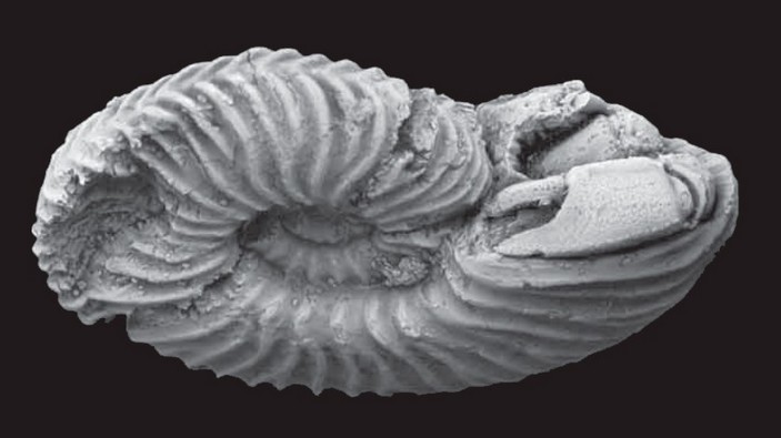 Ammonites-Refuge - Paleontology, Ammonite, Fossils, The science, Copy-paste, Elementy ru, Longpost