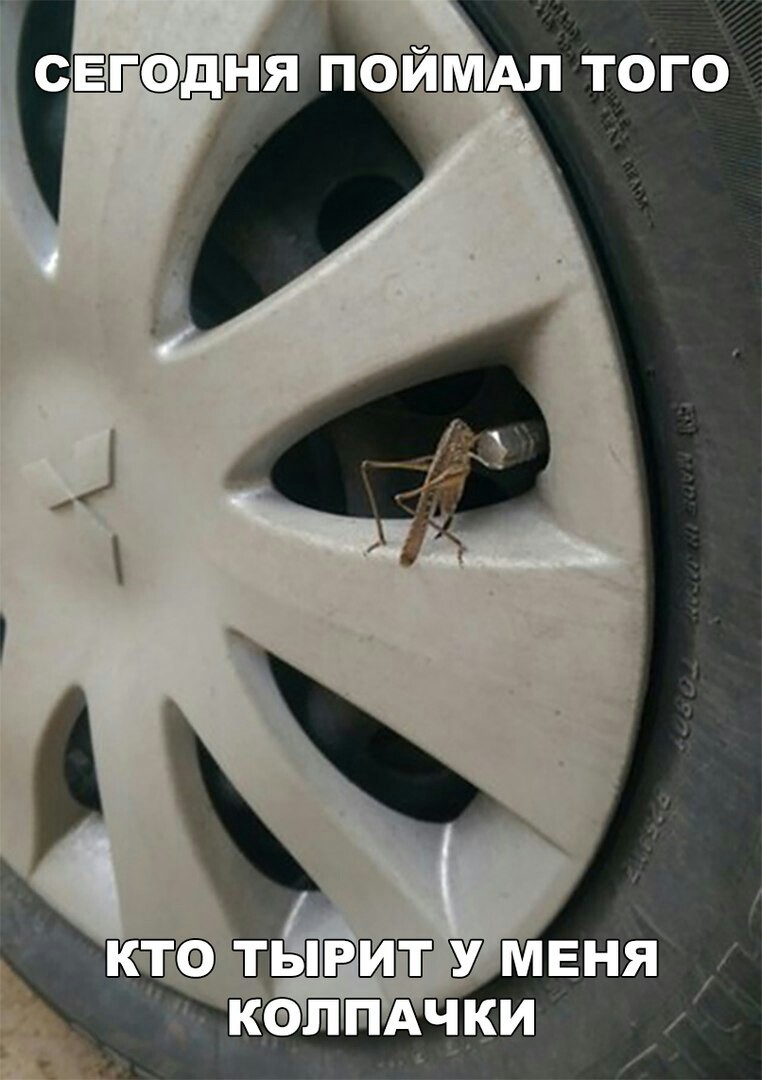 When even a grasshopper gets in the way of your car - Parking, Grasshopper, Car, Колесо, Cap, From the network