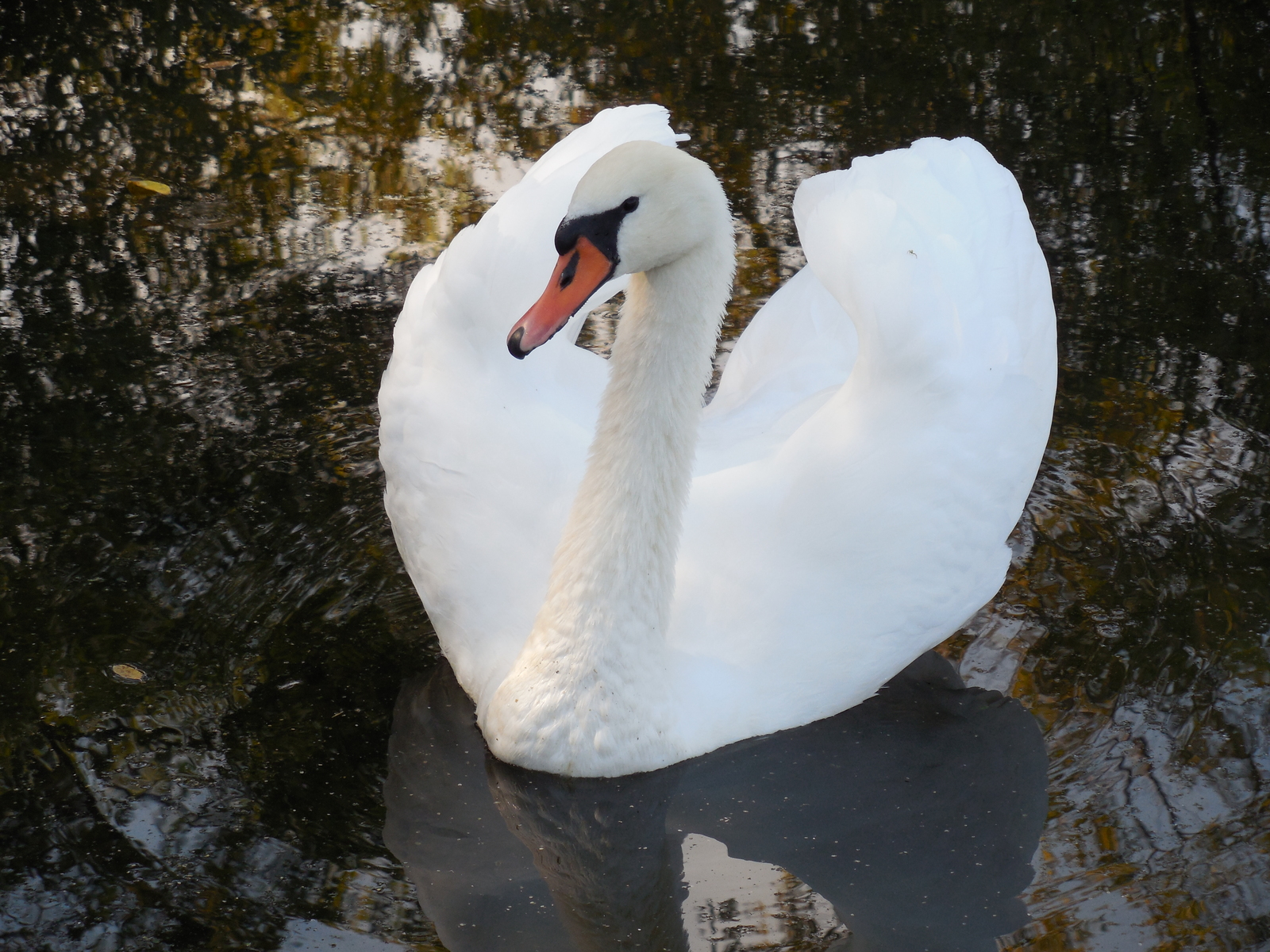 History of a pair of swans - My, , The photo, Death, Longpost, Swans