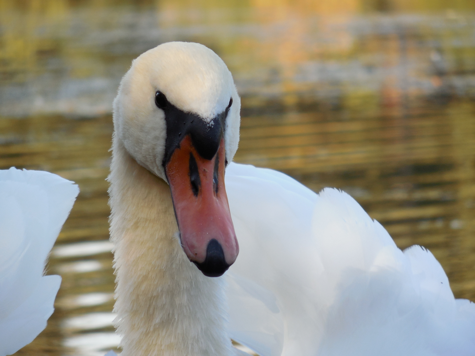 History of a pair of swans - My, , The photo, Death, Longpost, Swans