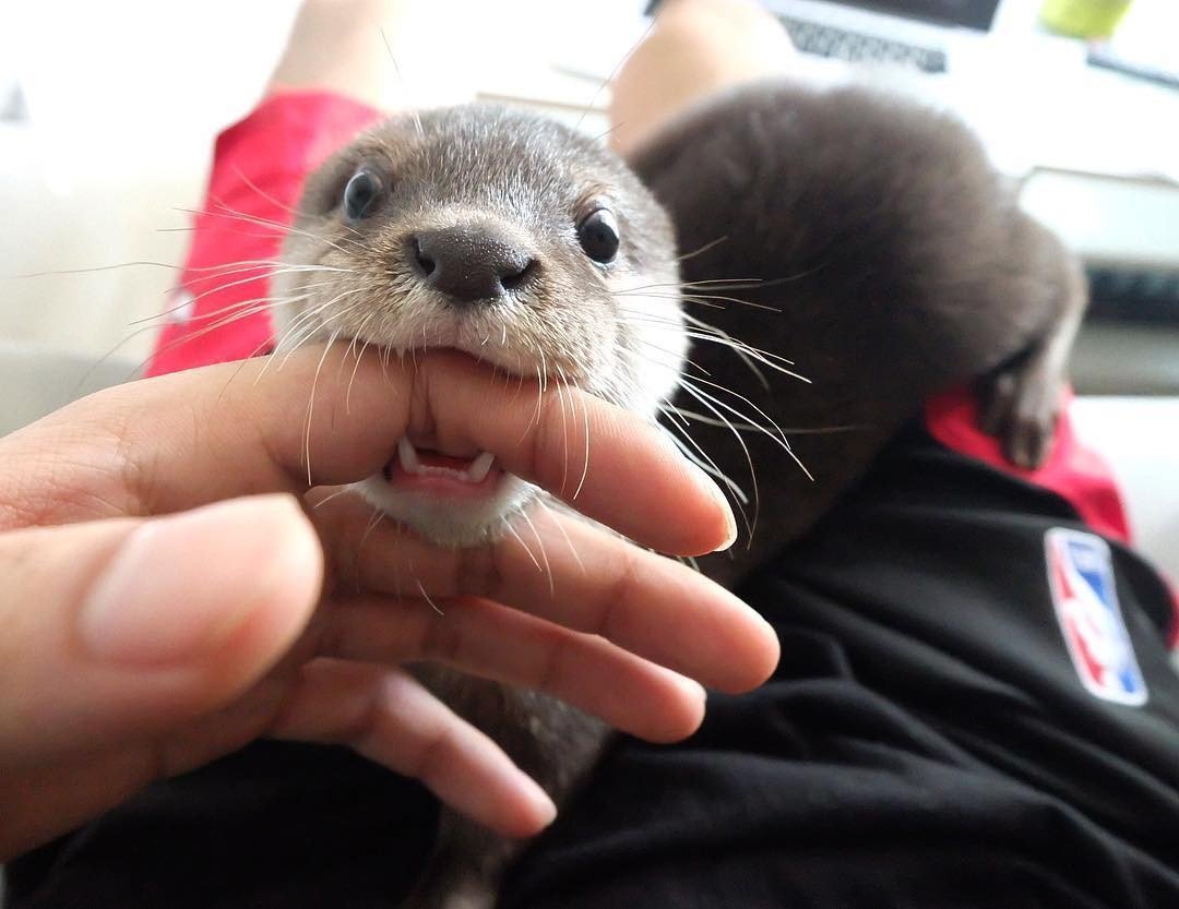 Start your day with cuteness - Milota, Pet, Otter, Longpost, Pets