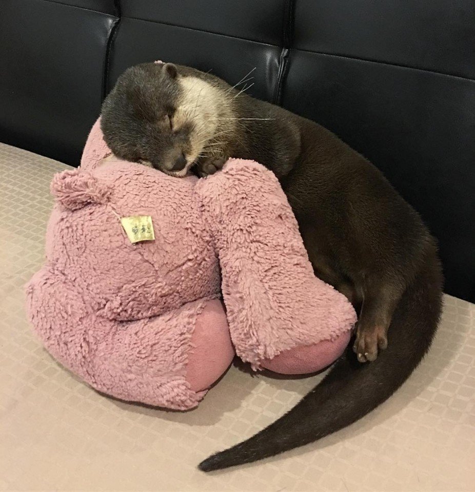 Start your day with cuteness - Milota, Pet, Otter, Longpost, Pets