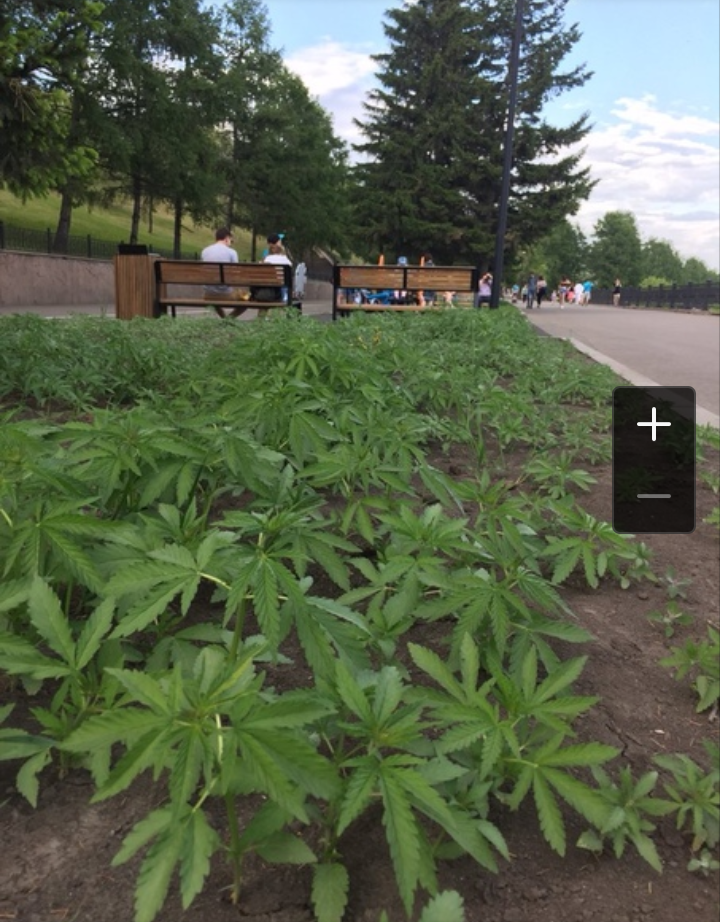 A Dutch lawn has grown in Krasnoyarsk (: - Krasnoyarsk, Lawn, Hemp