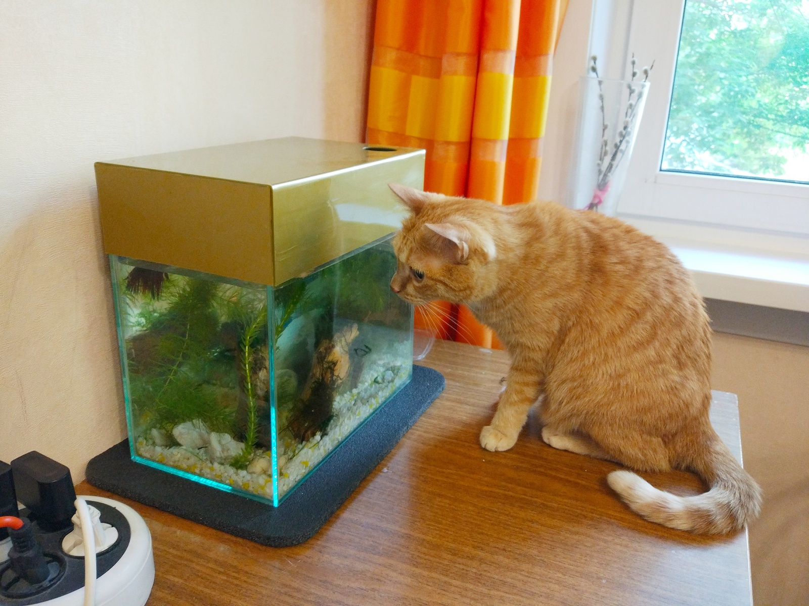 My first aquarium: starting from scratch - My, Aquarium, Aquarium fish, cat, Aquarium, Cockerel fish, Longpost