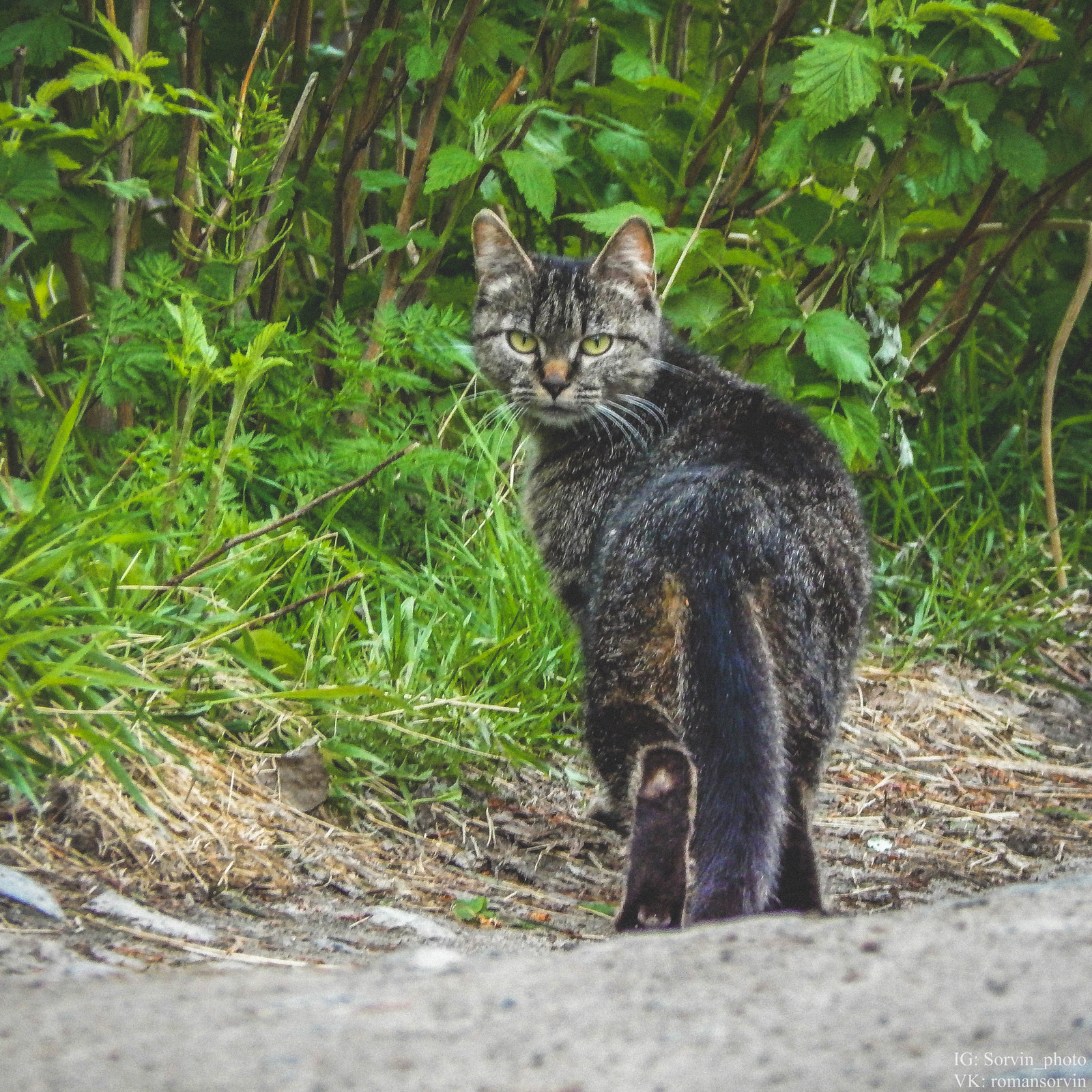 In Murmashy - My, cat, Cones, Flowers, Murmashi, Longpost