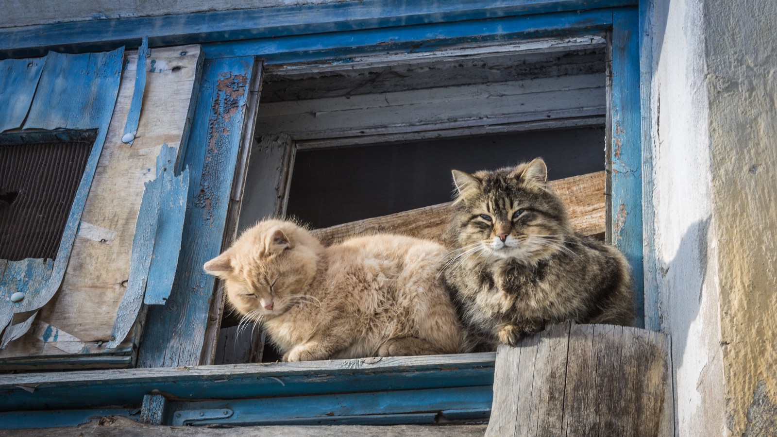 Provincial cats. - My, cat, Beginning photographer, Canon, First post, Longpost