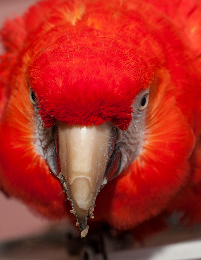 Macaws are very fond of chicken heads :) - My, Macaw parrots, Hen, , Longpost