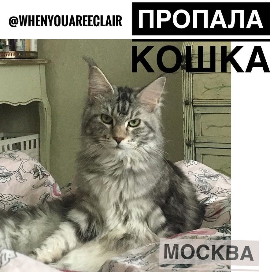 Lost cat, silver, Maine Coon. Moscow, Voikovskaya - Moscow, cat, Maine Coon, Voikovskaya, Koptevo, Falcon, Help, No rating, Helping animals
