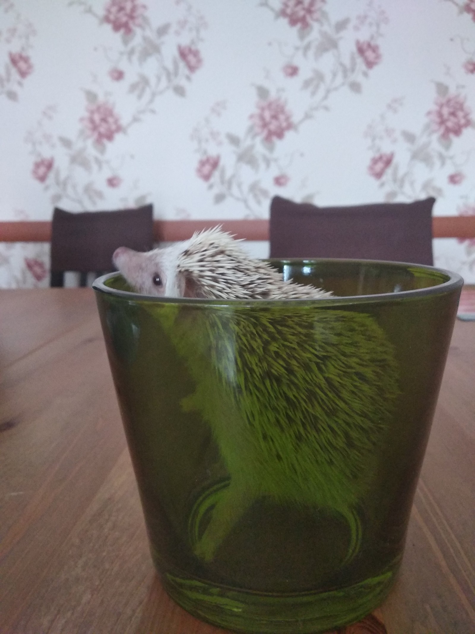 Just a hedgehog - My, African pygmy hedgehog, Pets, Longpost