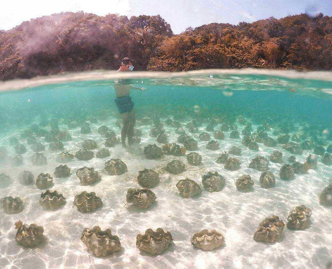 clam cluster - Clam, Sink, 