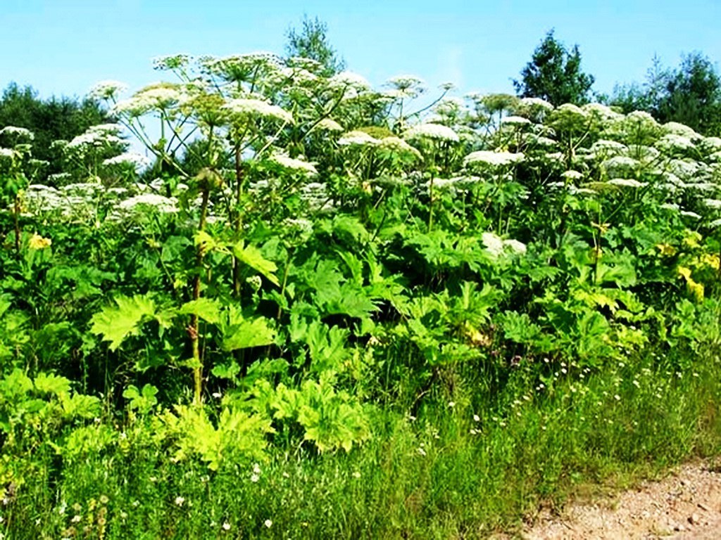 Exactly one week later the food to drop the West - Hogweed, Seeds, Australia, , Longpost