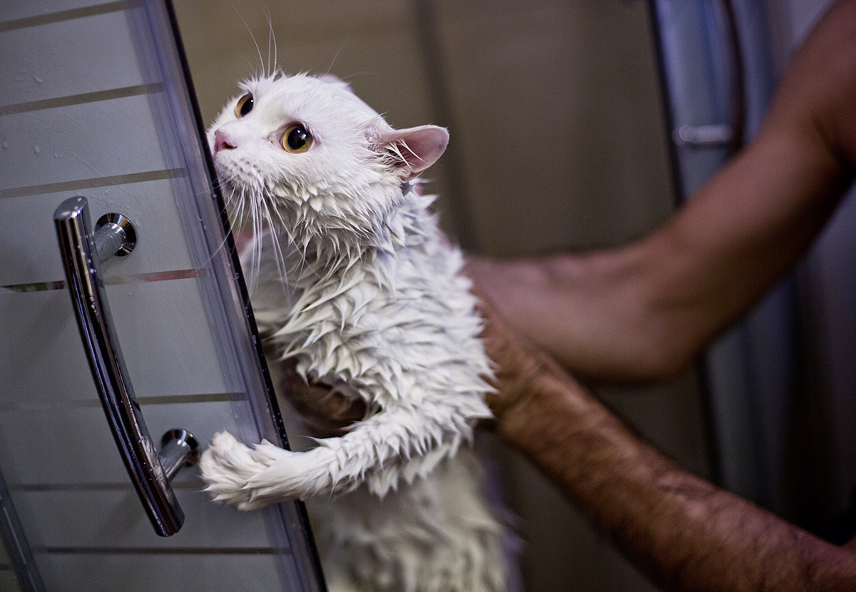 Only the thought of slippers helped him hold on =)) - Animals, cat