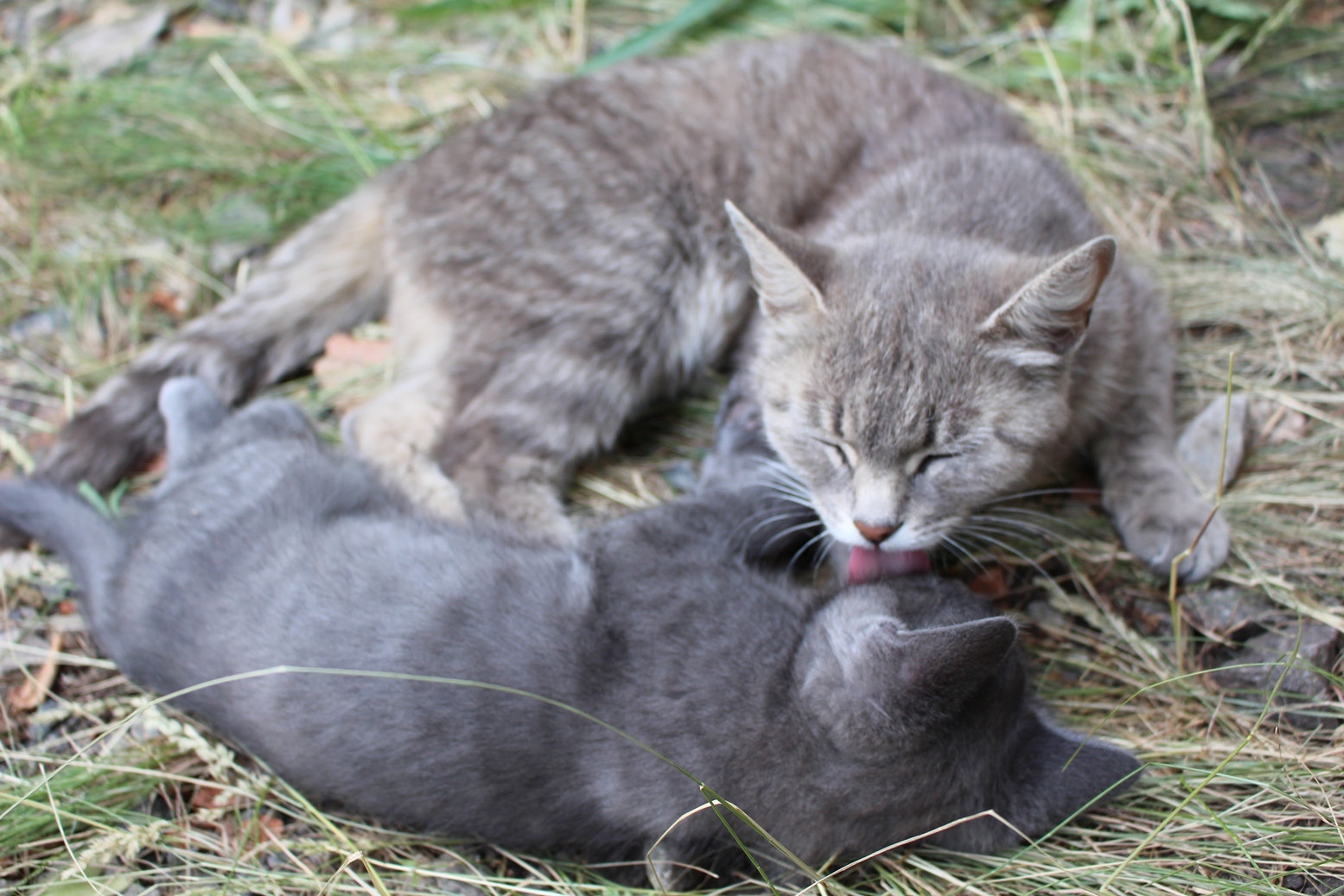 It's still a carefree time next to mom. - My, In good hands, cat, Milota, Longpost