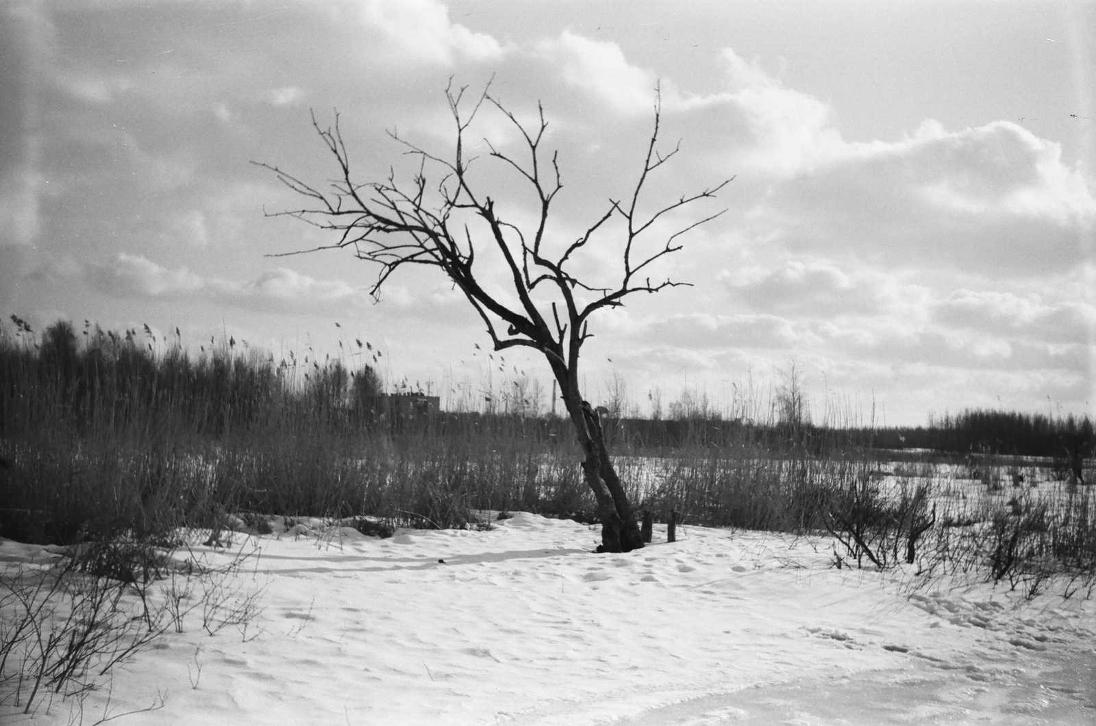 Свема-20 и Свема-50 - Моё, Фотопленка, Моё, Смена8м, Фотография, Длиннопост, Свема20, Свема50