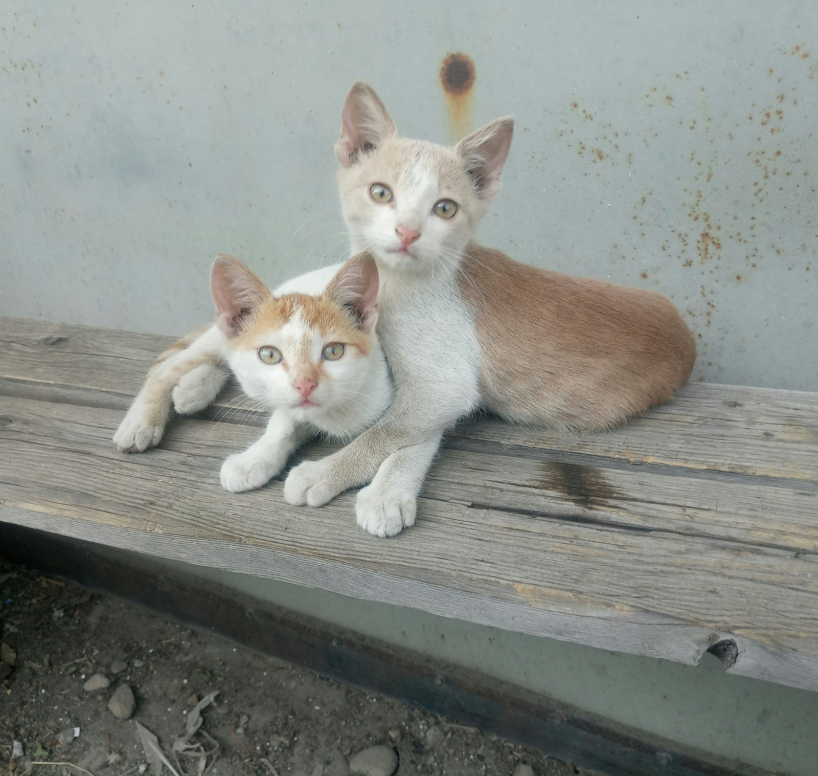 Help distribute kittens! - In good hands, Animals, cat, Krasnodar, Is free, Longpost