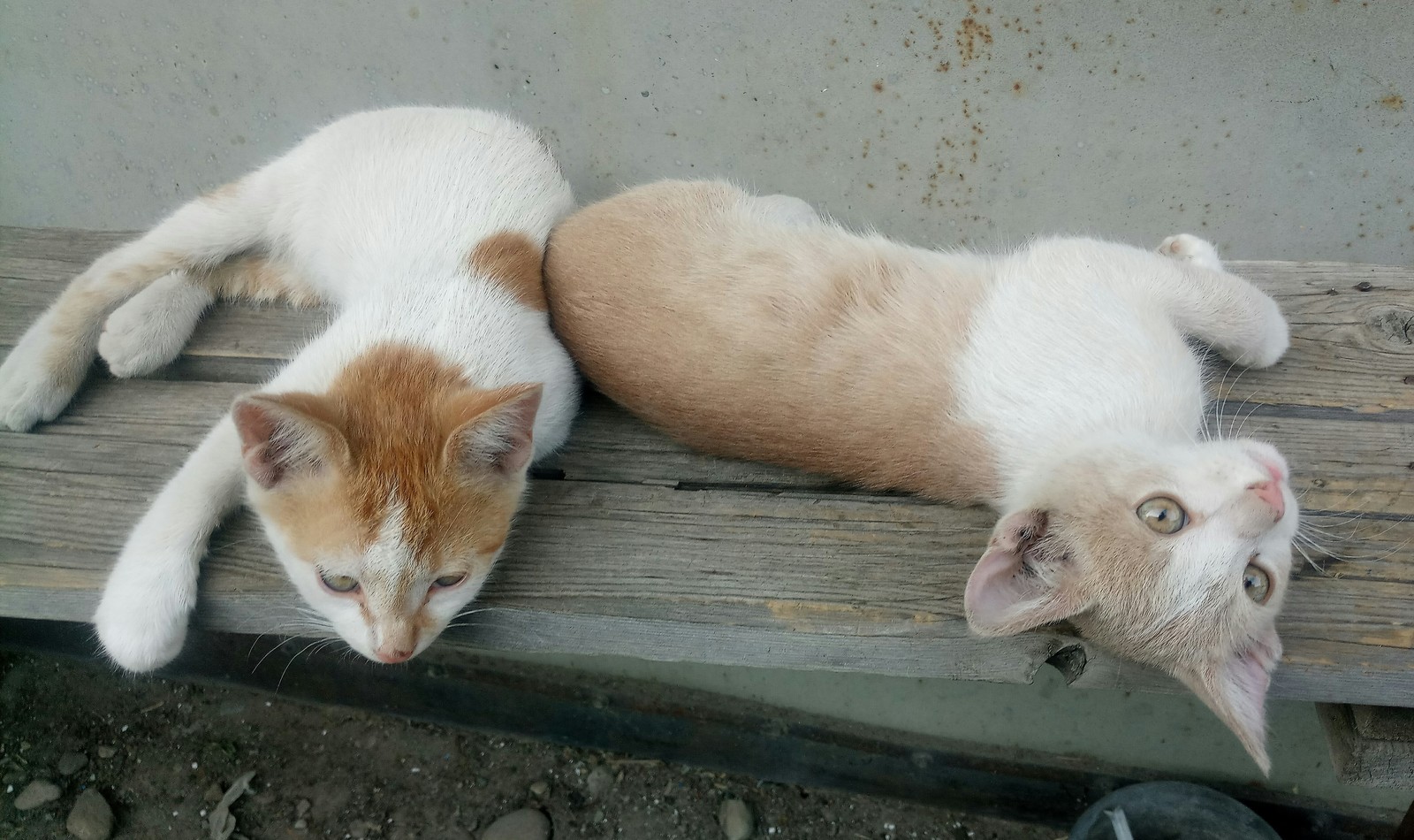 Help distribute kittens! - In good hands, Animals, cat, Krasnodar, Is free, Longpost