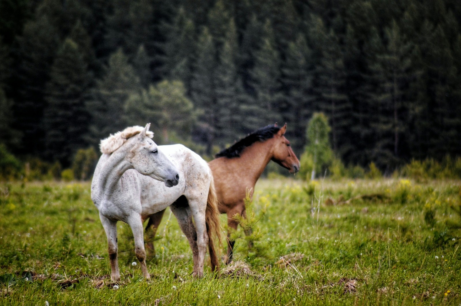 Horses - My, The photo, Animals, Horses, Longpost